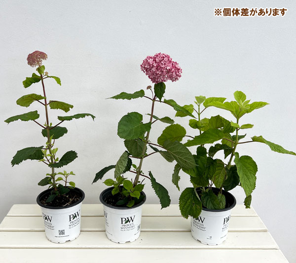 アジサイ（アメリカ）：ピンクのアナベル2（ツー）5号鉢植え 3個セット