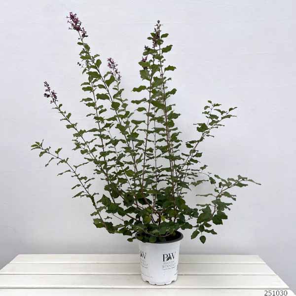 ヒメライラック(わい性ライラック):ペンダー5号鉢植え