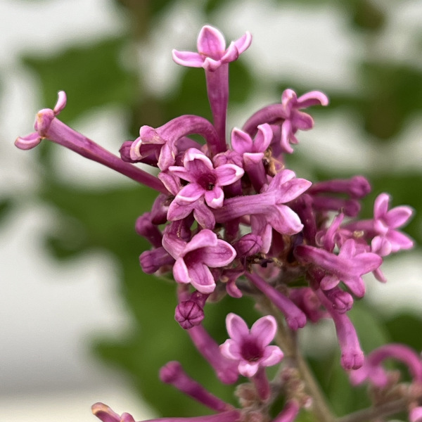 ヒメライラック(わい性ライラック):ペンダー5号鉢植え