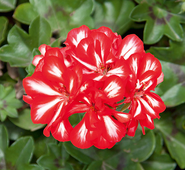 アイビーゼラニウム：ロイヤル　スイートキャンディ5号ポット