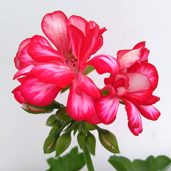 アイビーゼラニウム：ロイヤル　スイートキャンディ5号ポット