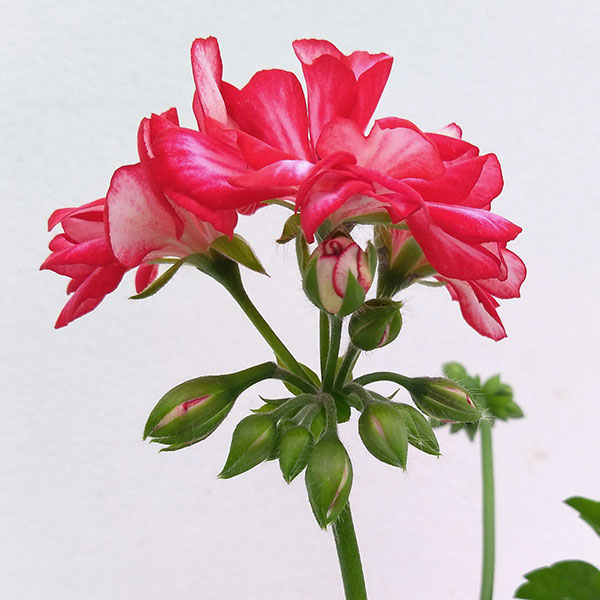 アイビーゼラニウム：ロイヤル　スイートキャンディ5号ポット