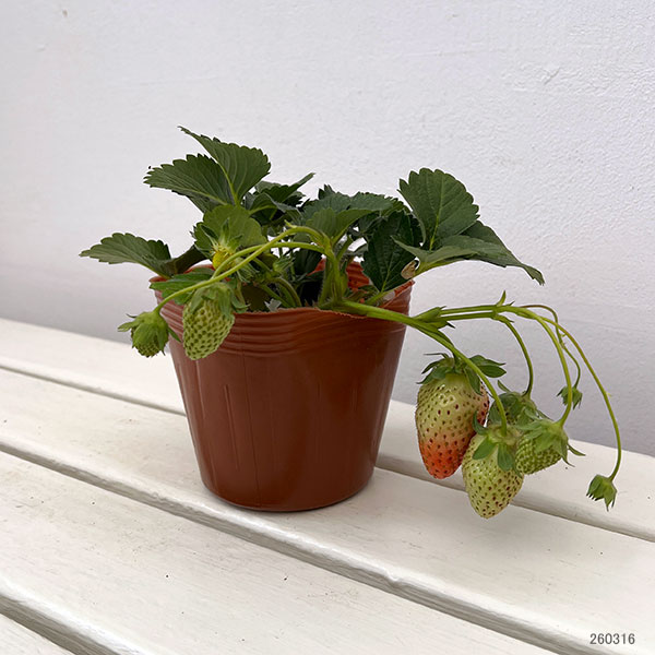 イチゴ(一季なり):東京おひさまベリー大苗4号ポット