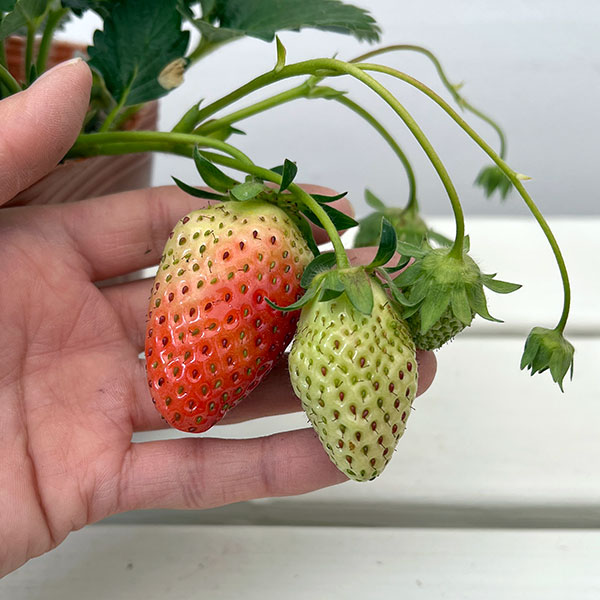 イチゴ(一季なり):東京おひさまベリー大苗4号ポット