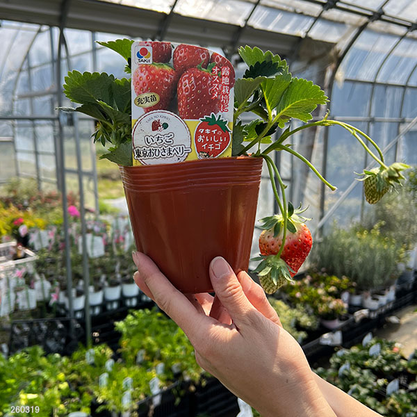 イチゴ(一季なり):東京おひさまベリー大苗4号ポット