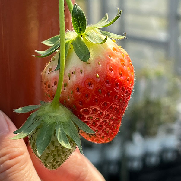 イチゴ(一季なり):東京おひさまベリー大苗4号ポット