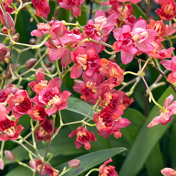 オンシジウム：トゥインクル　レッド系3.5号ポット