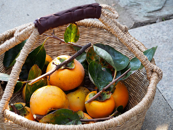 カキ（柿）：ゼンジマル（禅寺丸）4～5号ポット