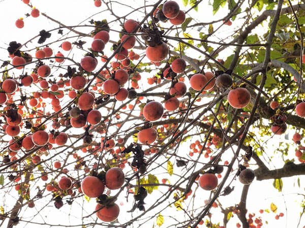 カキ（柿）：ゼンジマル（禅寺丸）4～5号ポット