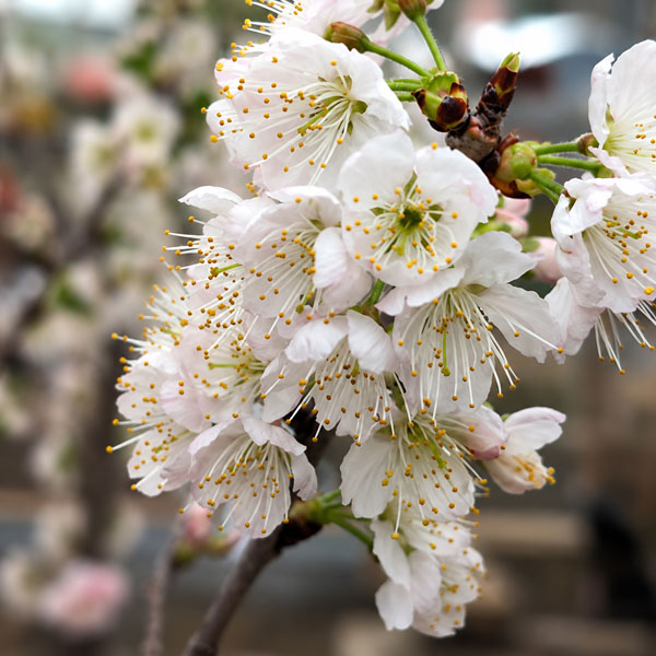 サクランボ:だんちおうとう(暖地桜桃)4~5号ポット接木苗
