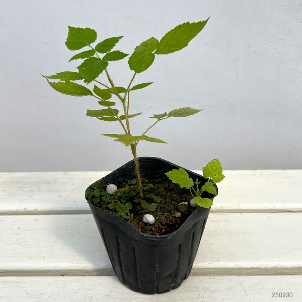 木いちご(キイチゴ):ラズベリー インディアンサマー3~3.5号ポット