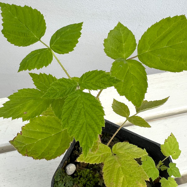 木いちご(キイチゴ):ラズベリー インディアンサマー3~3.5号ポット