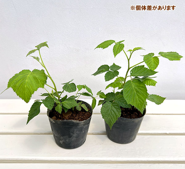 木いちご(キイチゴ):ラズベリー インディアンサマー3.5号ポット