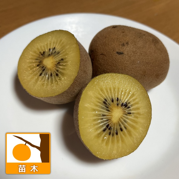 キウイ雌雄2種受粉樹セット：アップルキウイと孫悟空