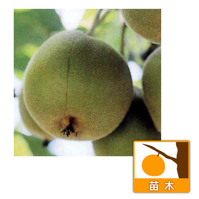 キウイ雌雄2種受粉樹セット：アップルキウイと孫悟空