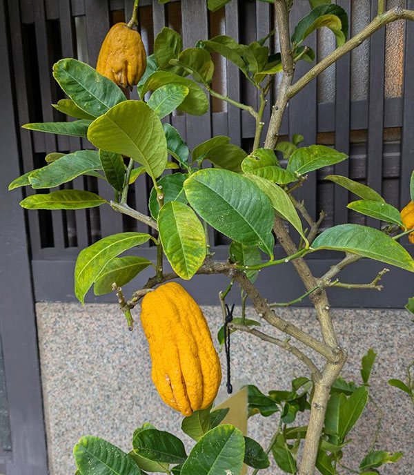 ブッシュカン（仏手柑）4～5号ポット