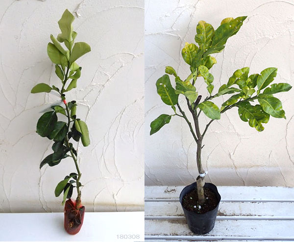 バンペイユ(晩白柚・ザボン)4~5号ポット