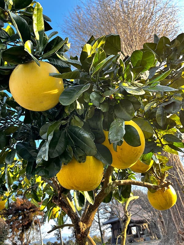 バンペイユ(晩白柚・ザボン)4~5号ポット