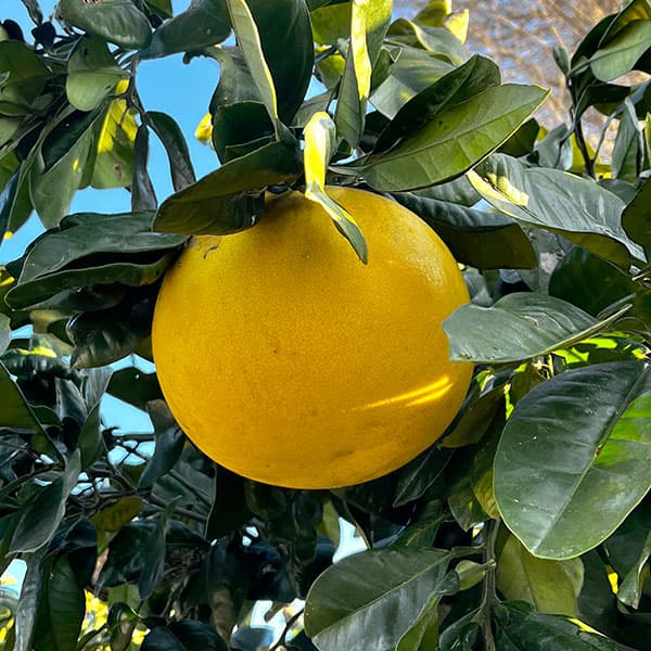 バンペイユ(晩白柚・ザボン)4~5号ポット