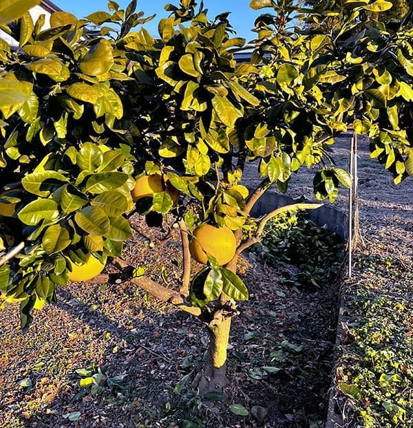 バンペイユ(晩白柚・ザボン)4~5号ポット