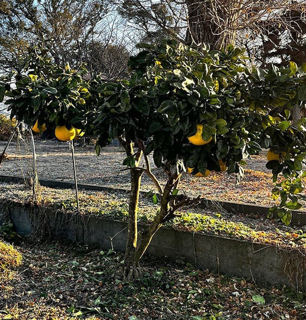 園芸ネット本店｜バンペイユ（晩白柚・ザボン）4～5号ポット の通販