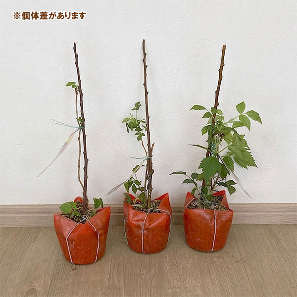 木いちご(キイチゴ):ラズベリー サンタナ4~5号ポット