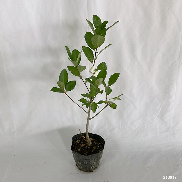 アロニア（チョコベリー）： バイキング5号ポット