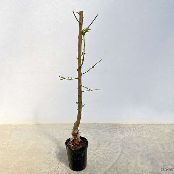 スモモ（プラム）：バイオチェリー3.5～4.5号ポット