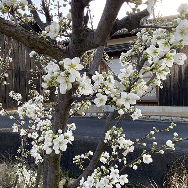 スモモ（プラム）：バイオチェリー3.5～4.5号ポット