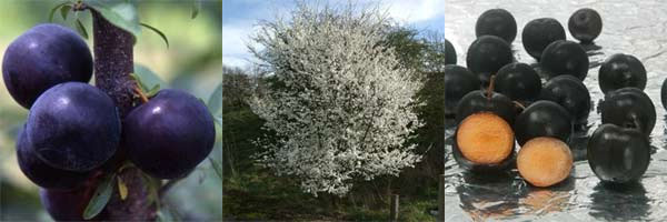 スモモ（プラム）：バイオチェリー3.5～4.5号ポット