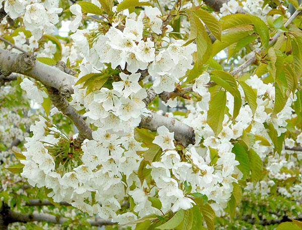 サクランボ：選抜佐藤錦（大果系）4.5号ポット