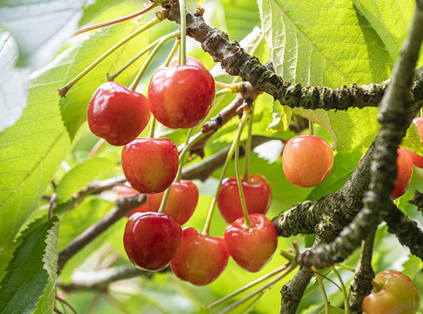サクランボ：選抜佐藤錦（大果系）4.5号ポット