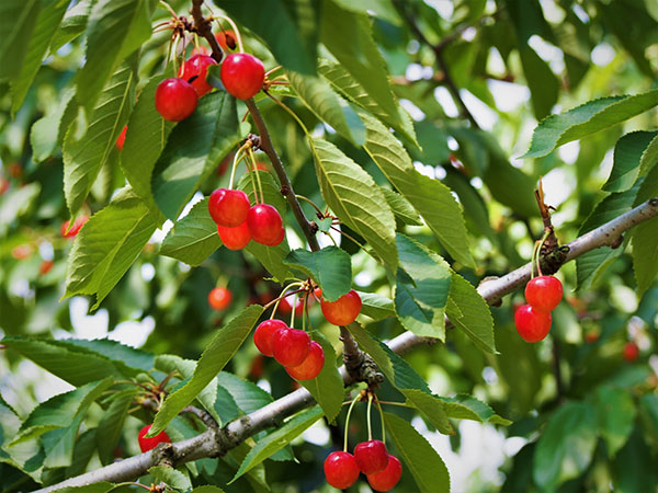 サクランボ：選抜佐藤錦（大果系）4.5号ポット