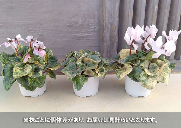 光触媒 人工観葉植物 ひまわりケントビューティ、ミニココナッツヤシ、パンジー ひまわり栽培キット - SEISHIN PLUS