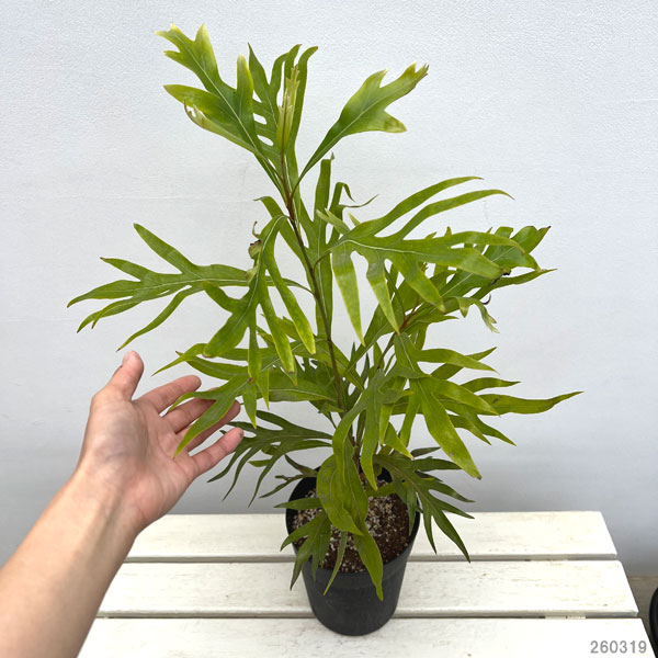 グレビレア:ベイリアナ(バイレイヤナ)6号鉢植え