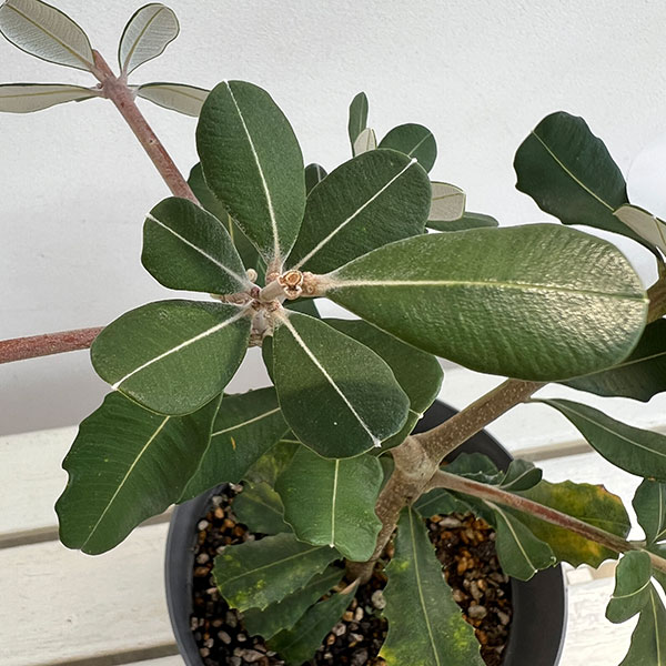 園芸ネット本店｜バンクシア：コーストバンクシア6号鉢植え の通販【公式】