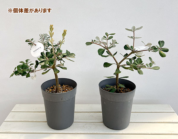 園芸ネット本店｜バンクシア：コーストバンクシア6号鉢植え の通販【公式】