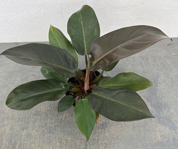 フィロデンドロン：ブラックカーディナル　3.5号ポット