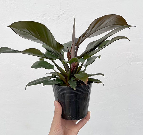 フィロデンドロン：ブラックカーディナル　3.5号ポット