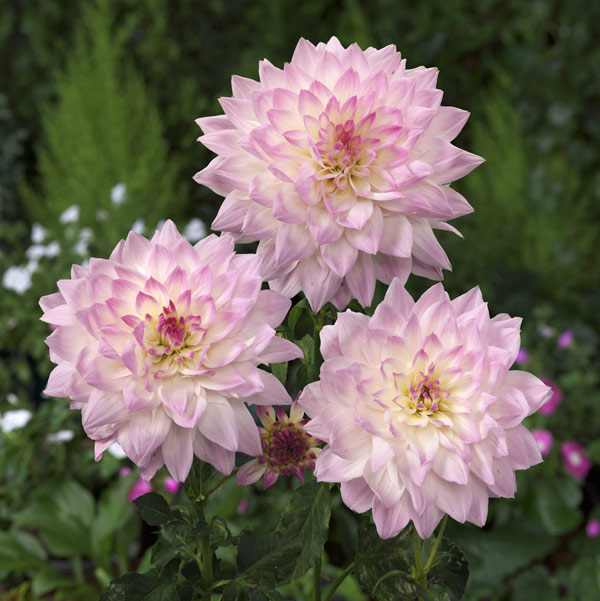 [26年5月中下旬予約]ダリア：高嶺（たかね）3.5号ポット