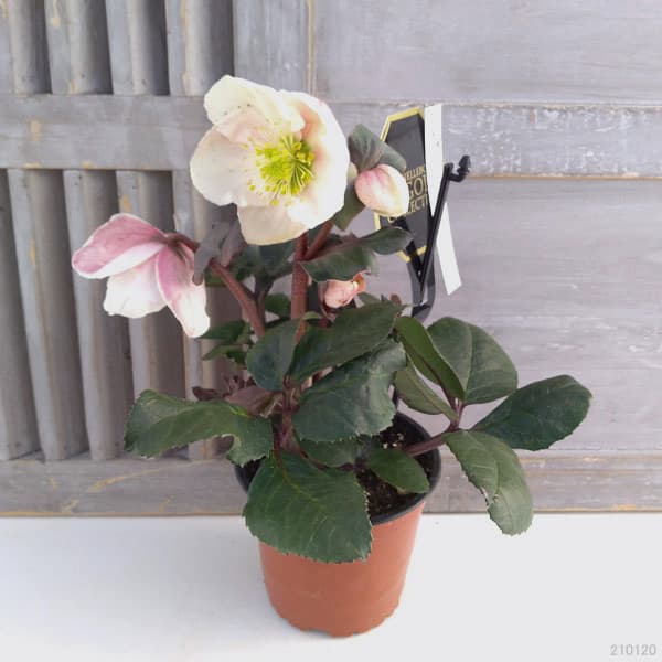 クリスマスローズ（原種交配）：*HGCフロスティー4.5号ポット