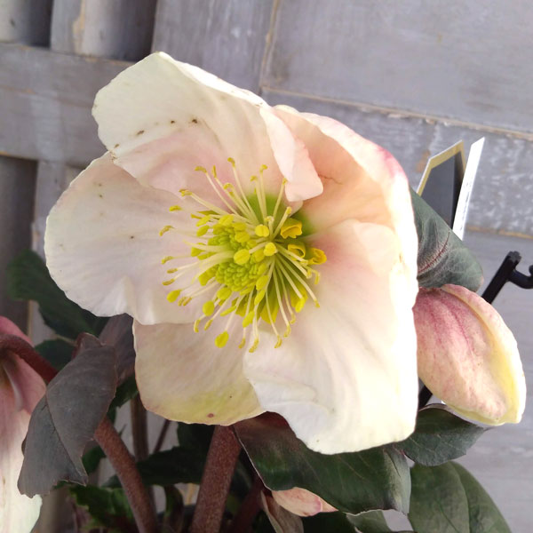 クリスマスローズ（原種交配）：*HGCフロスティー4.5号ポット