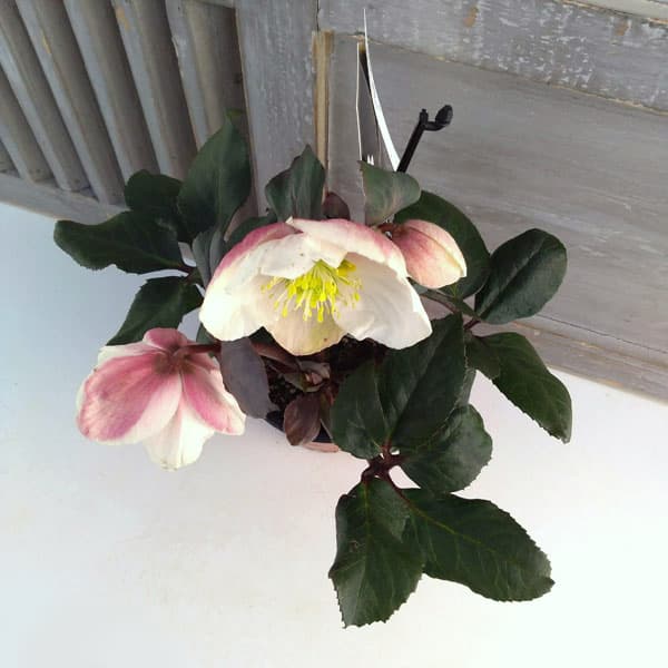 クリスマスローズ（原種交配）：*HGCフロスティー4.5号ポット