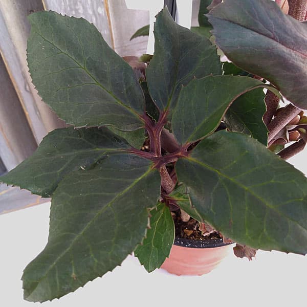 クリスマスローズ（原種交配）：*HGCフロスティー4.5号ポット