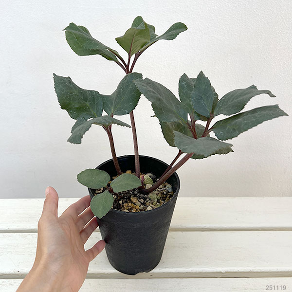 クリスマスローズ（原種交配）：*HGCフロスティー4.5号ポット