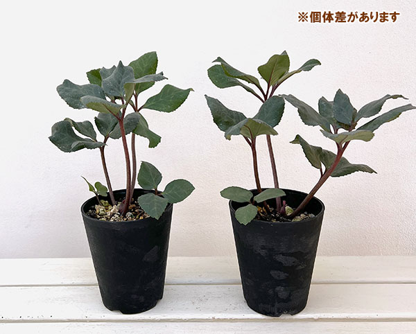 クリスマスローズ（原種交配）：*HGCフロスティー4.5号ポット