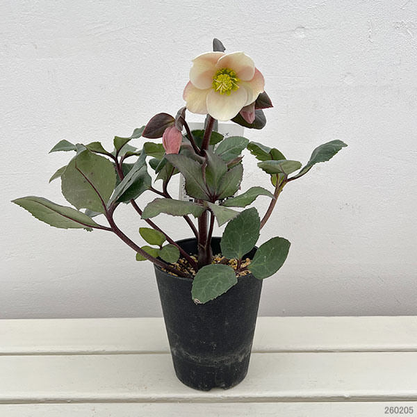 クリスマスローズ（原種交配）：*HGCフロスティー4.5号ポット