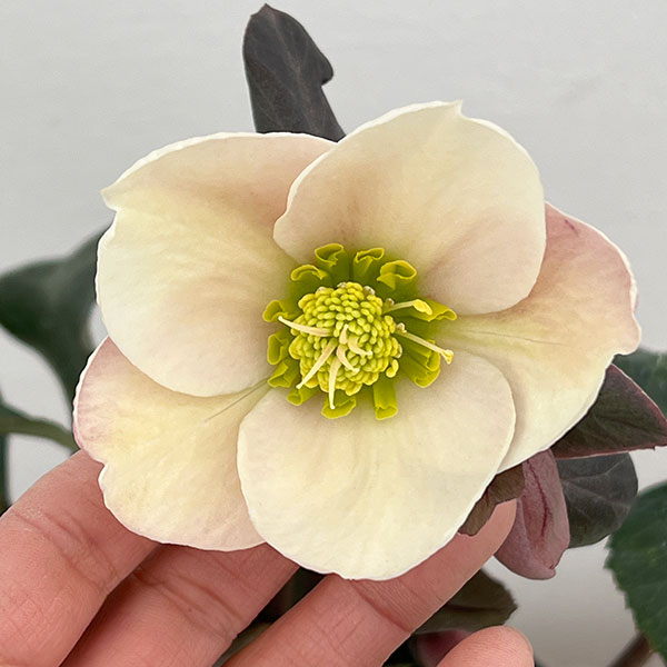 クリスマスローズ（原種交配）：*HGCフロスティー4.5号ポット