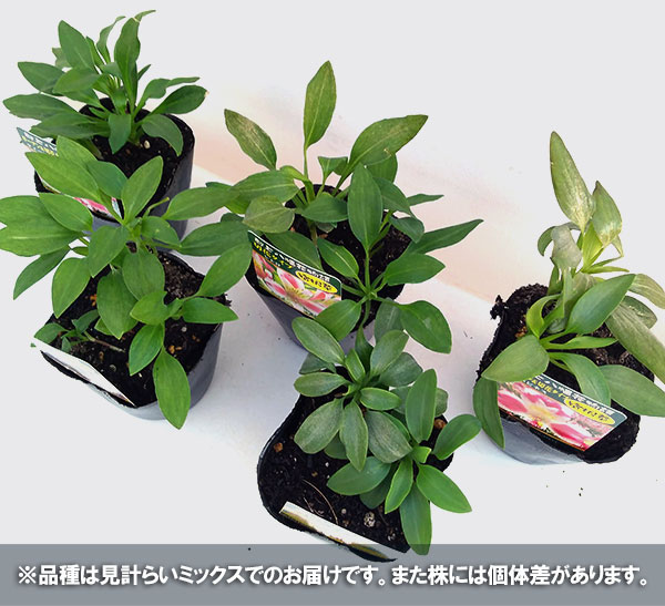 アルストロメリア:花壇・切り花用ミックス3.5号ポット 5株セット