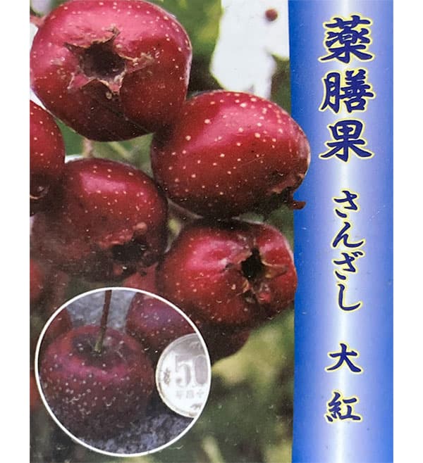サンザシ（大実山査子）：大紅 5号ポット